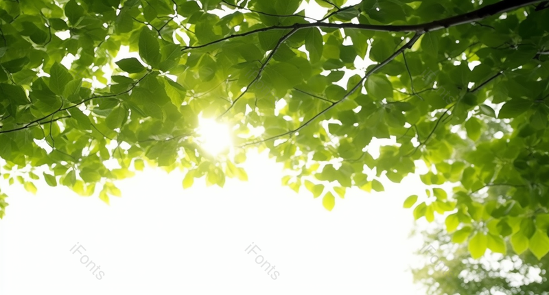 春天树叶绿色光线广告背景,高清,摄影图,摄影图片,图片大全,摄影图免费下载